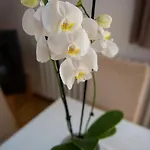 Hotel Barcza Vendeghaz Balatonfüred