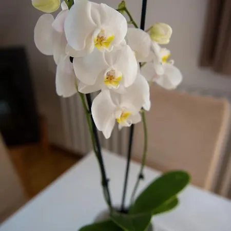 酒店 Barcza Vendeghaz 巴拉顿菲赖德